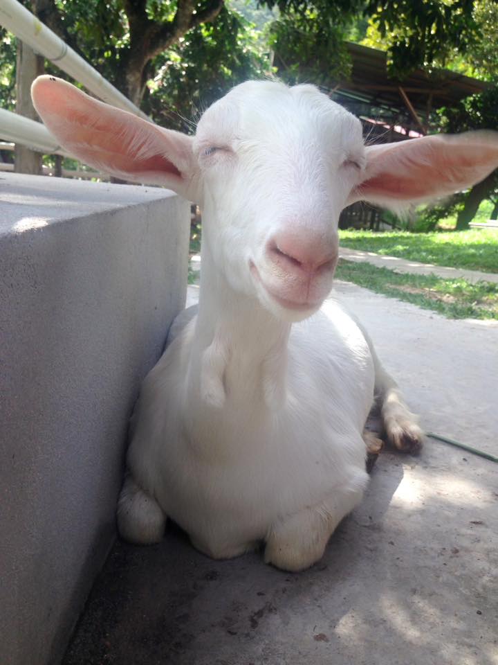 Facebook - Saanen Dairy Goat Farm Smiling goats are the best kind of goats.